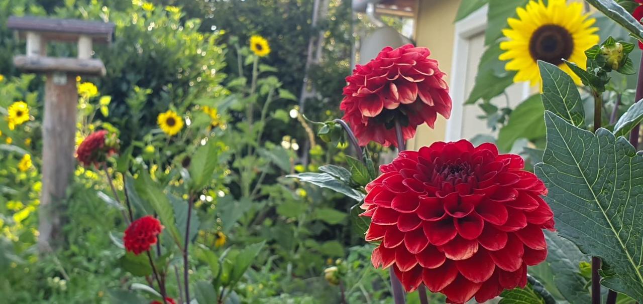 Dalia Apartmanok Csopak Dış mekan fotoğraf